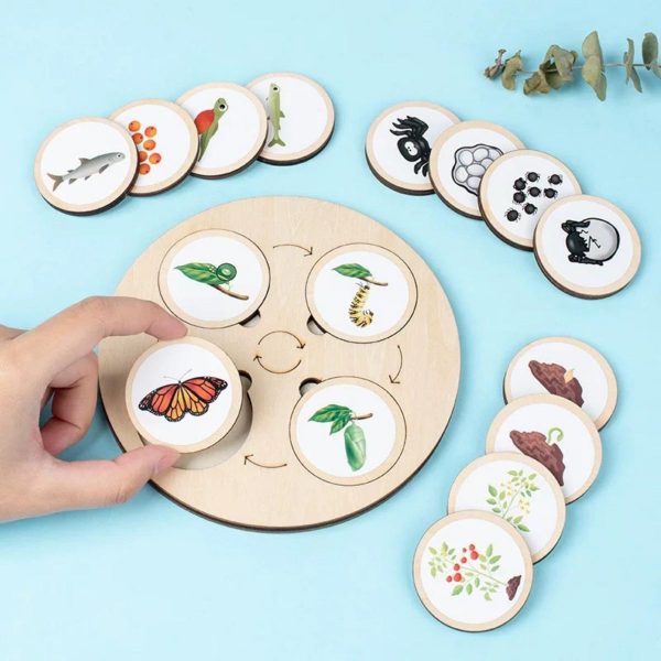 جورچین آموزشی چرخه زندگی